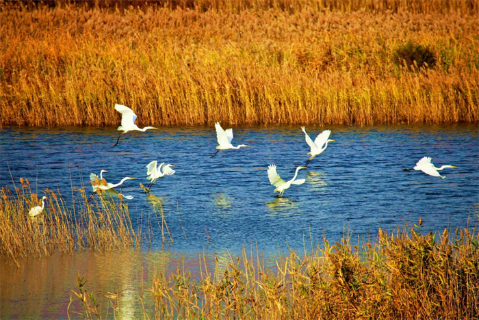 黃河三角洲白鷺在水邊悠閑戲水