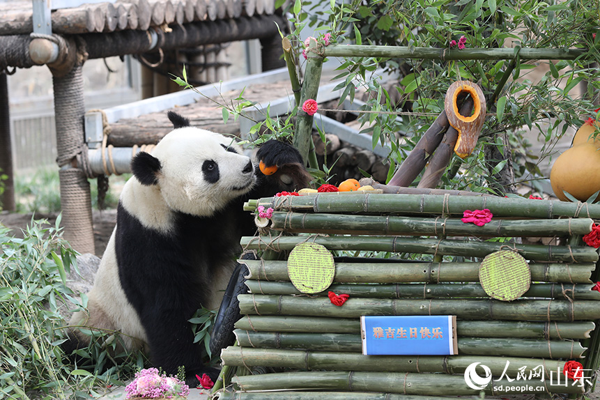 大熊猫“雅吉”在欣赏自己的“生日蛋糕车”。人民网记者 刘祺摄