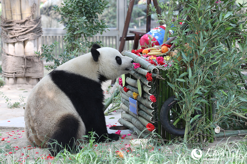 大熊貓“雅吉”在欣賞自己的“生日蛋糕車”。人民網記者 劉祺攝