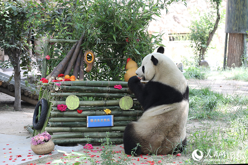 大熊猫“雅吉”在享用生日蛋糕。人民网记者 刘祺摄