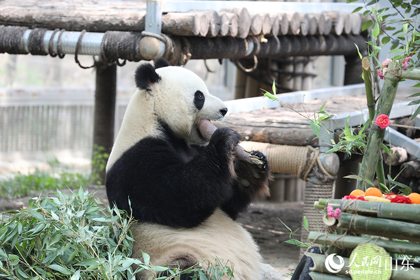 大熊貓“雅吉”在享用最喜愛的竹筍。人民網記者 劉祺攝