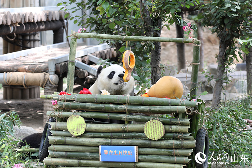 大熊猫“雅吉”望着南瓜雕刻成的数字9。人民网记者 刘祺摄