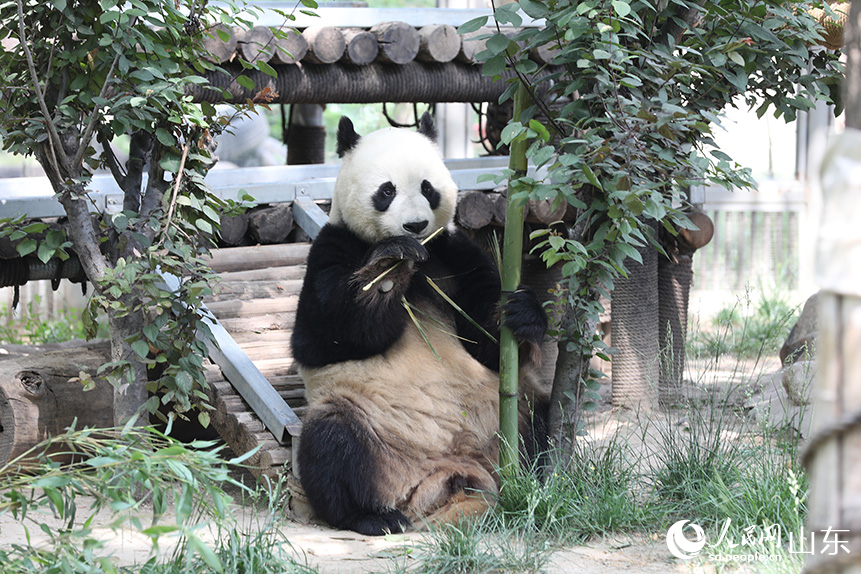 大熊猫“雅吉”害羞的望着游客。人民网记者 刘祺摄