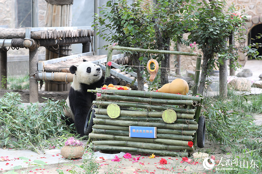 大熊猫“雅吉”望着蛋糕车上的鲜花。人民网记者 刘祺摄
