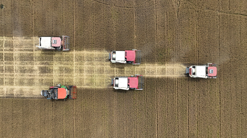 近日，山東省寧陽縣70多萬畝小麥陸續開鐮收割。許鵬攝