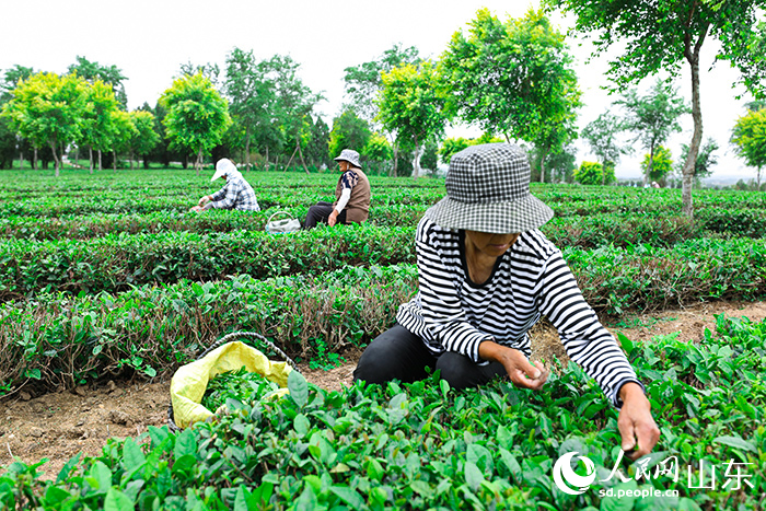 茶農們正在忙於採茶。人民網記者 劉祺攝