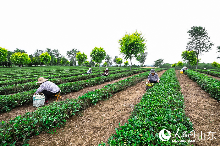 濟生春有機茶基地裡茶農正在採茶。人民網記者劉祺攝