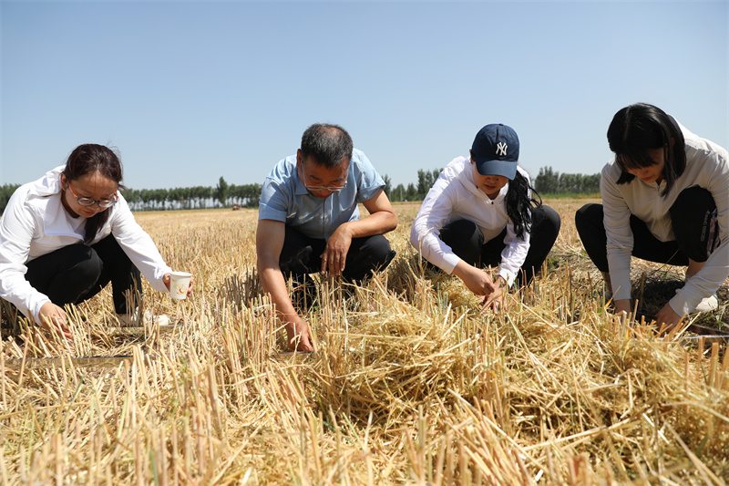 工作人員在選定的採樣區域撿拾掉落的麥粒。賈鵬攝