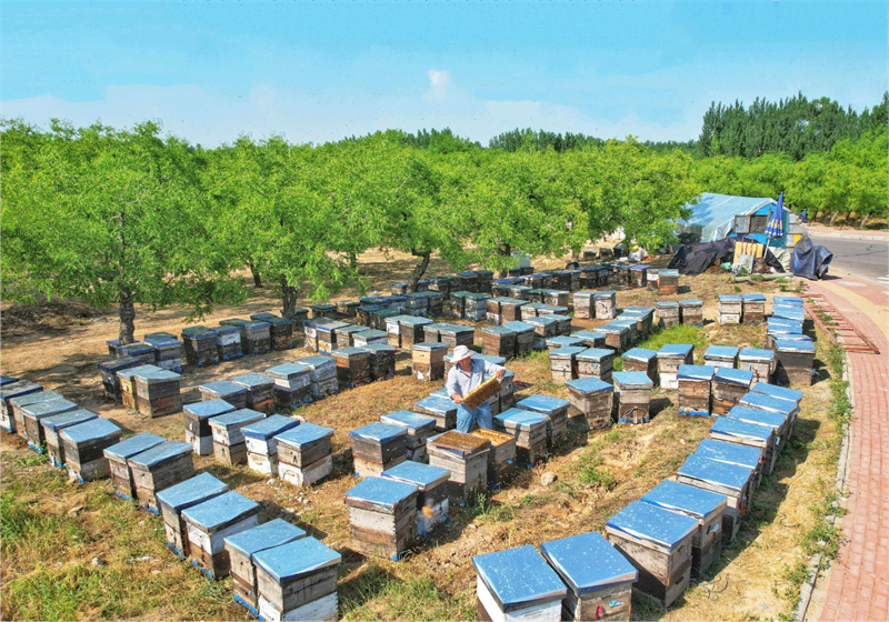 来自江苏盐城的养蜂人陈为和在劳作。贾鹏摄