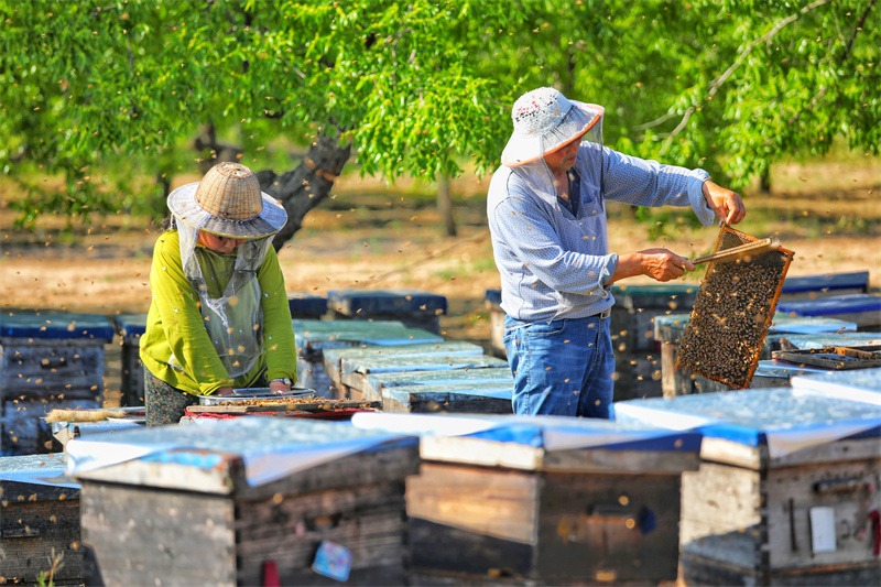 養蜂人陳為和（右）夫婦在採收蜂蜜。賈鵬攝