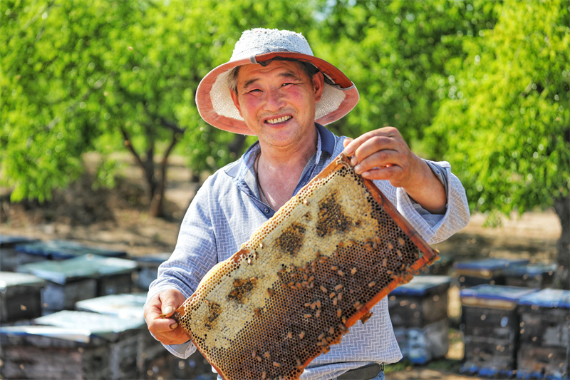 養蜂人陳為和在展示蜂箱採集的棗花蜜。賈鵬攝