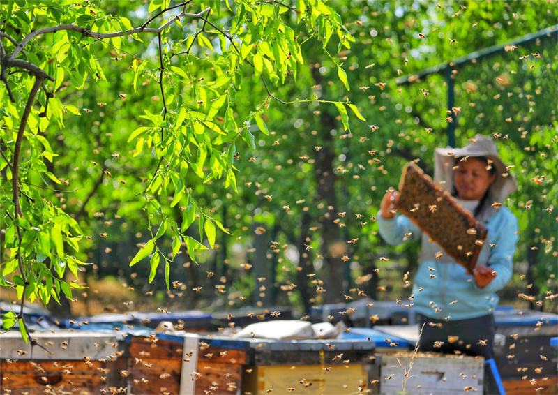 在樂陵市朱集鎮棗園內，來自江西宜春的養蜂人葉晶在勞作。賈鵬攝