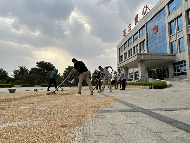 王庙镇政府成立应急抢收小分队帮助群体抢收粮食。张伟摄
