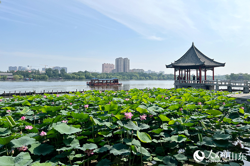 济南大明湖畔一望无际的荷花莲叶，让人心旷神怡。人民网记者 刘祺摄