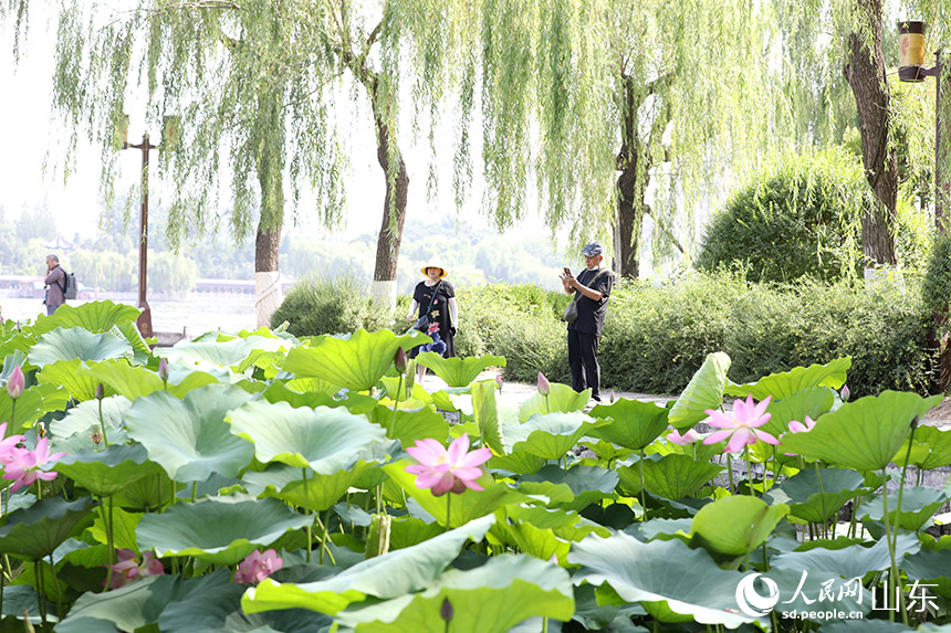 济南大明湖畔荷花相继绽放，吸引众多游客前来观赏。人民网记者 刘祺摄