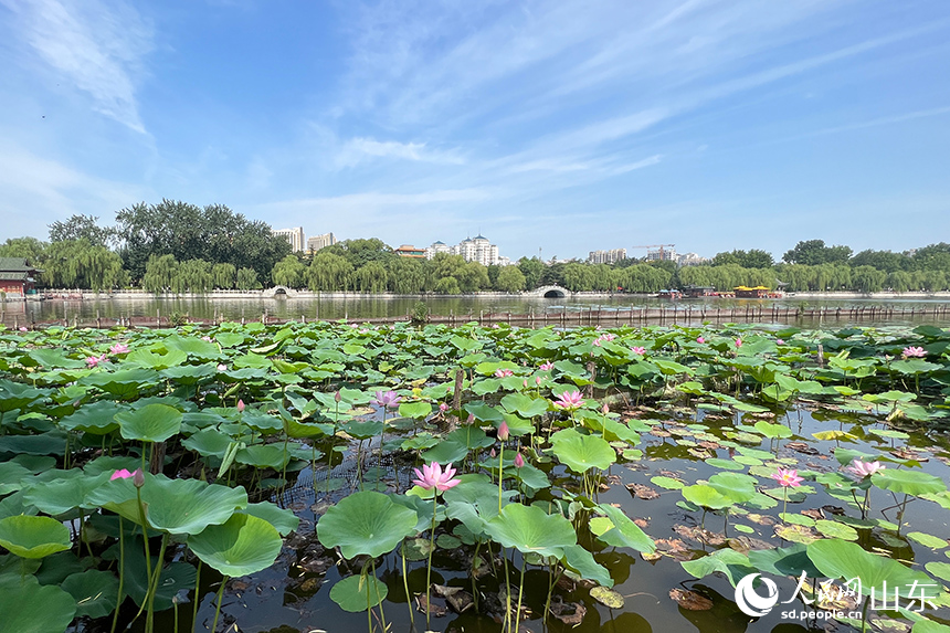 济南大明湖畔一望无际的荷花莲叶，让人心旷神怡。人民网记者 刘祺摄