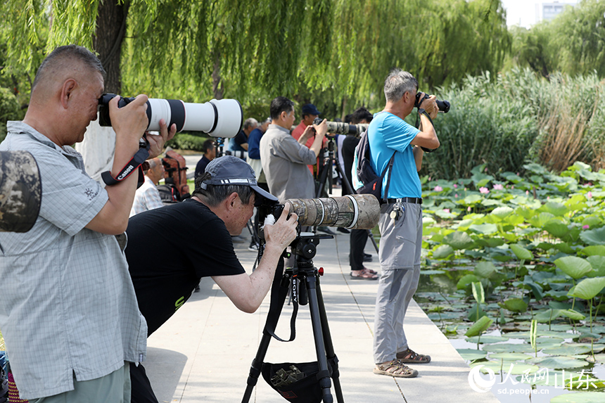 济南大明湖荷花盛开，吸引了许多摄影爱好者前来观赏和拍摄。人民网记者 刘祺摄
