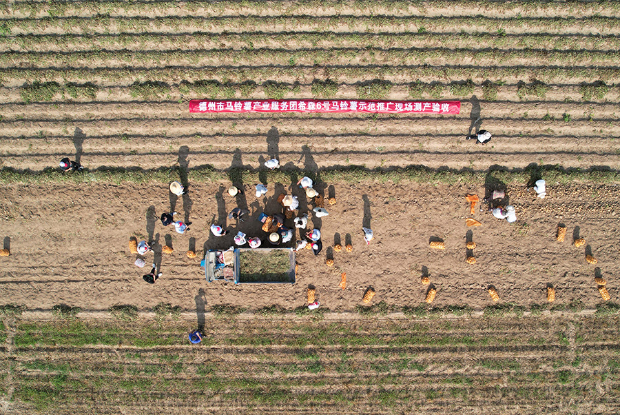 2023年6月25日，專家組在山東省樂陵市大孫鄉鞏家村馬鈴薯綠色高效配套栽培技術示范田現場測產（無人機照片）。賈鵬攝