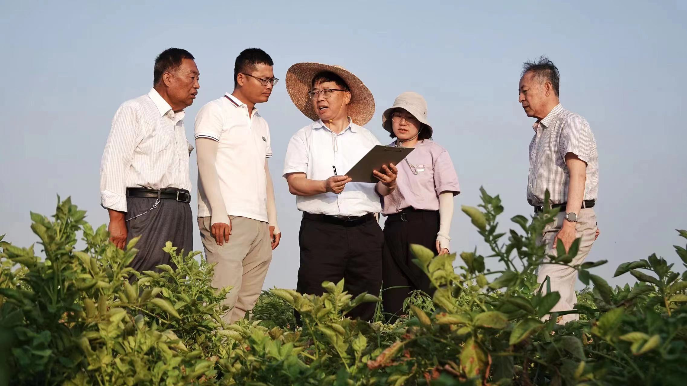 6月27日，國家馬鈴薯工程技術研究中心專家在東營黃三角農高區輕度鹽鹼地馬鈴薯示范種植基地交流耐鹽鹼馬鈴薯種植技術。