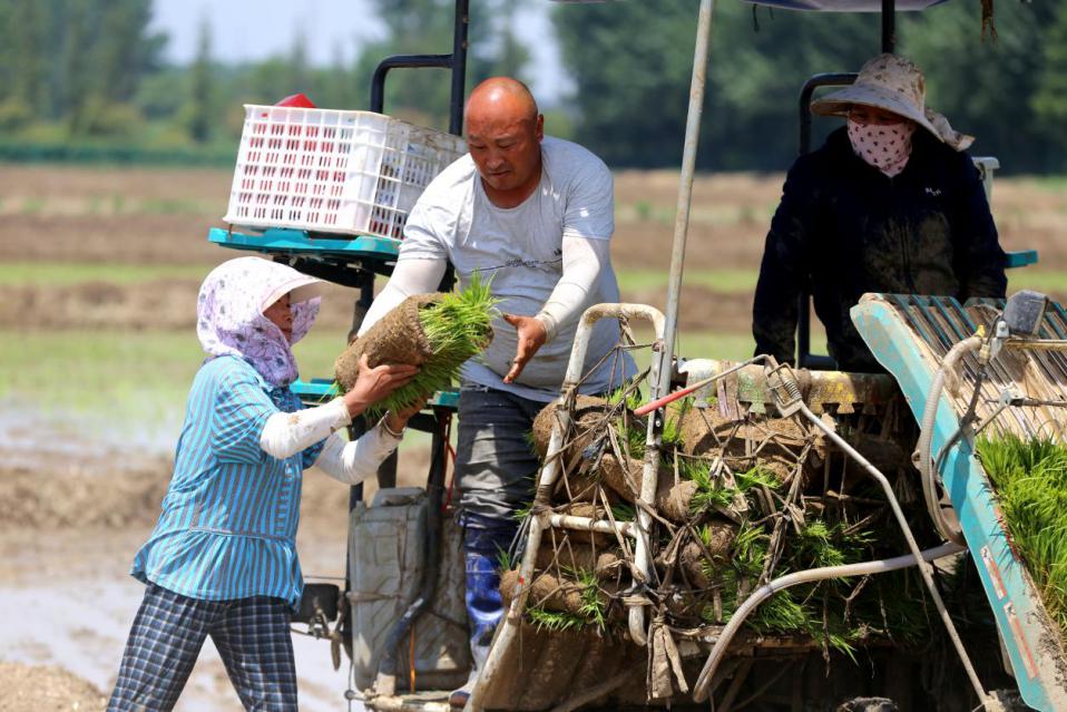 农民正在搬运水稻秧苗