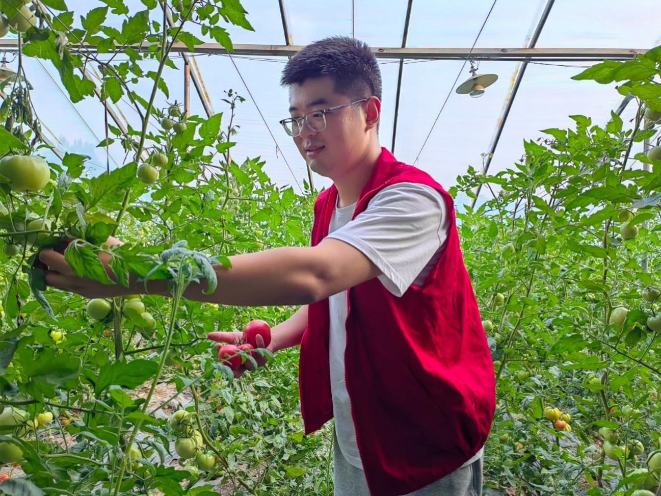 圖為幫扶人員幫助客戶採摘蔬菜