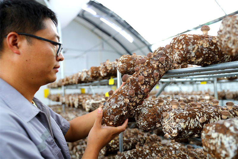 8月13日，山东莱西市一家菌菇培育加工企业的工作人员在检查香菇长势。张进刚摄