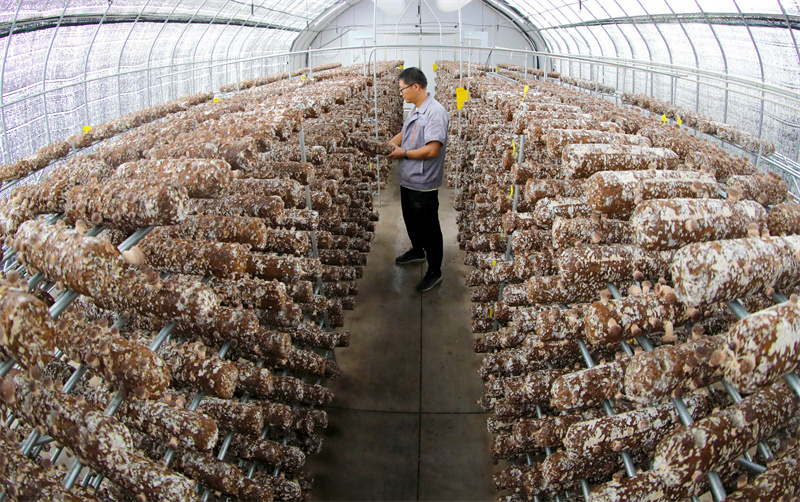 8月13日，山东莱西市一家菌菇培育加工企业的工作人员在检查香菇长势。张进刚摄