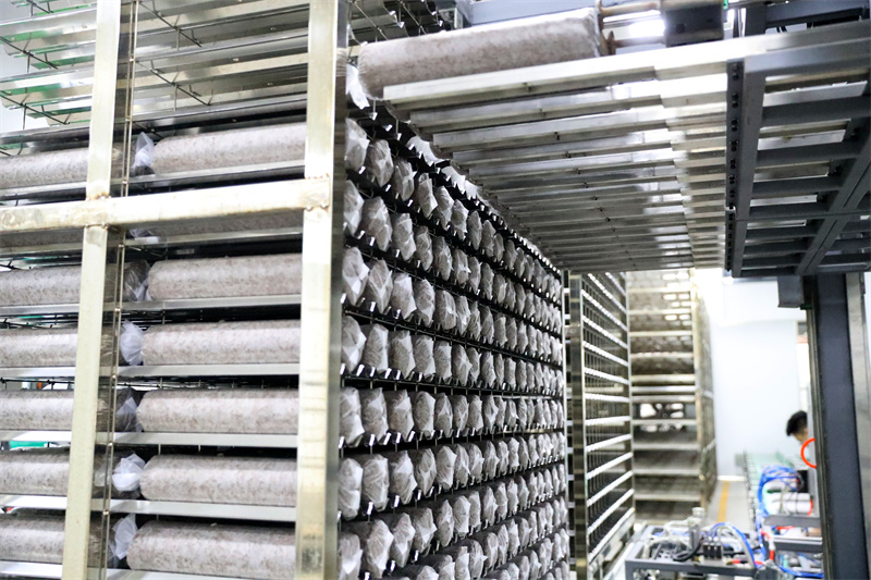 8月13日，山东莱西市一家菌菇培育加工企业的菌棒自动生产线。张进刚摄