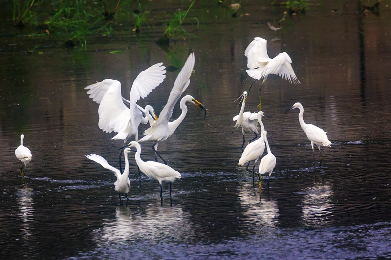 在山东省日照市五莲县洪凝河，白鹭在觅食。王义全摄