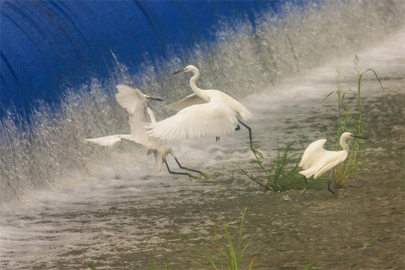 在山东省日照市五莲县洪凝河，白鹭在翩翩起舞。王义全摄