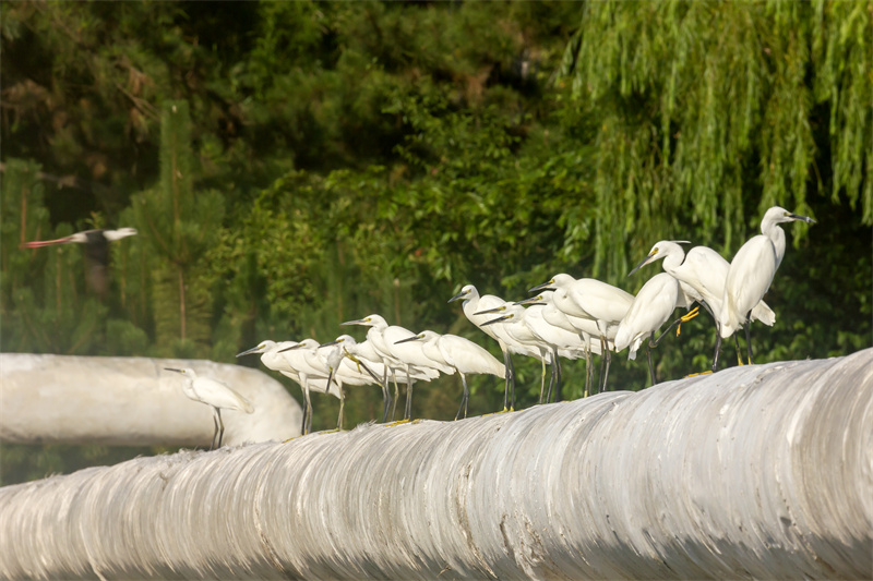 在山东省日照市五莲县洪凝河，白鹭在栖息。王义全摄