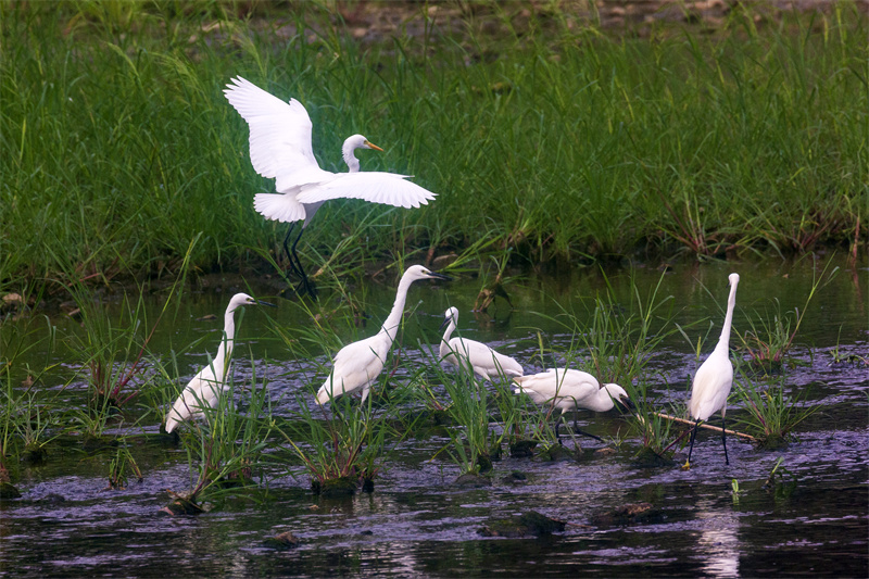 在山东省日照市五莲县洪凝河，白鹭在栖息觅食。王义全摄