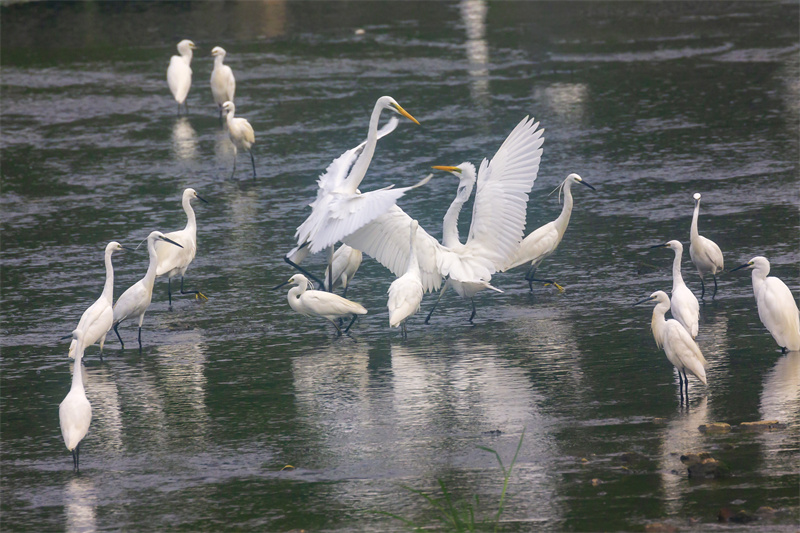 在山東省日照市五蓮縣洪凝河，白鷺在棲息覓食。王義全攝