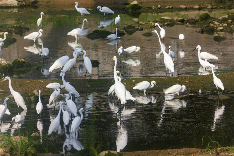 在山東省日照市五蓮縣洪凝河，白鷺在棲息覓食。王義全攝