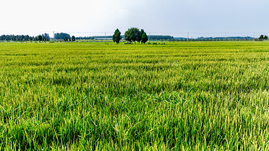 一望無際的稻田宛如綠色的海洋。邱翔攝