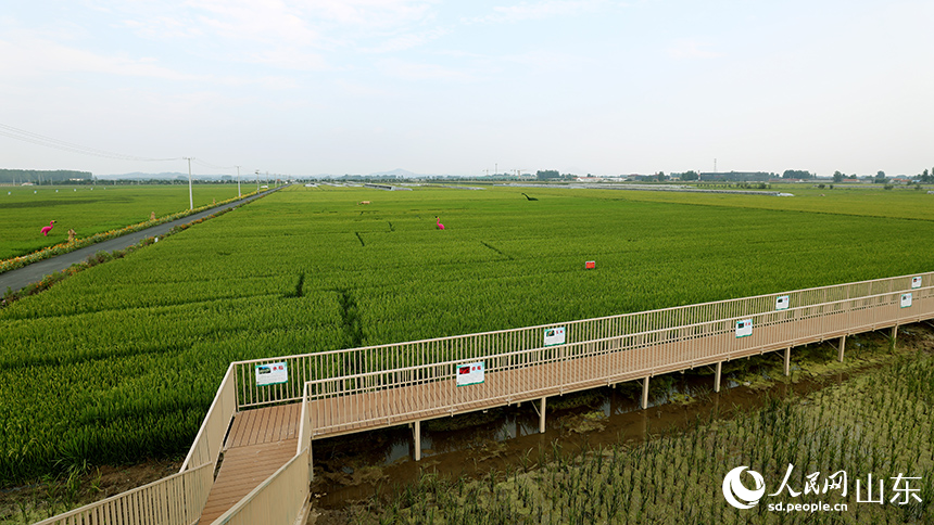 今年6月种下的“超优1000”超级杂交稻，长势喜人，丰收在望。人民网记者 刘祺摄
