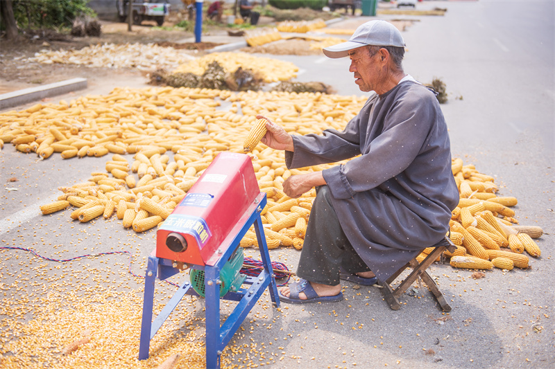 嶠山東村村民們正在玉米脫離和晾晒 