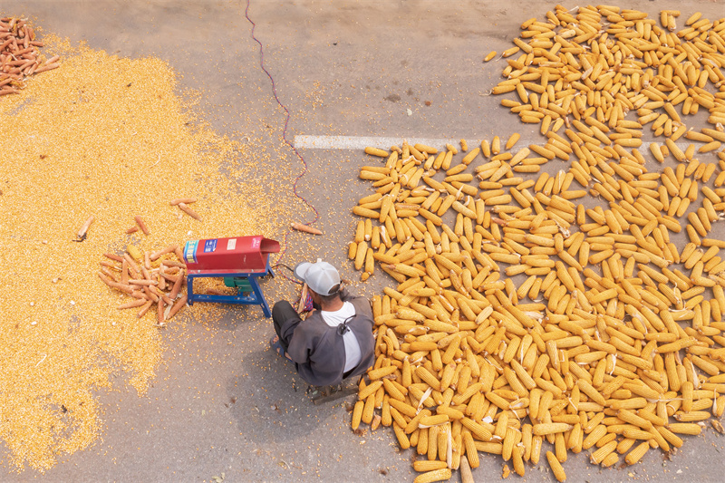 峤山东村村民们正在玉米脱离和晾晒