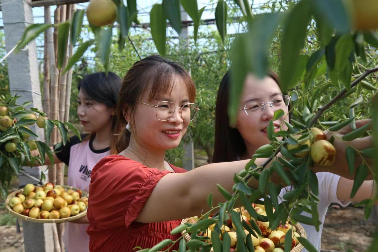 在滨州市沾化区下河乡郭宁精品冬枣示范园内，枣农们正忙着采摘冬枣。