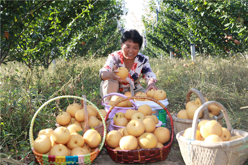 山東樂陵：廢棄地變身蜜梨園