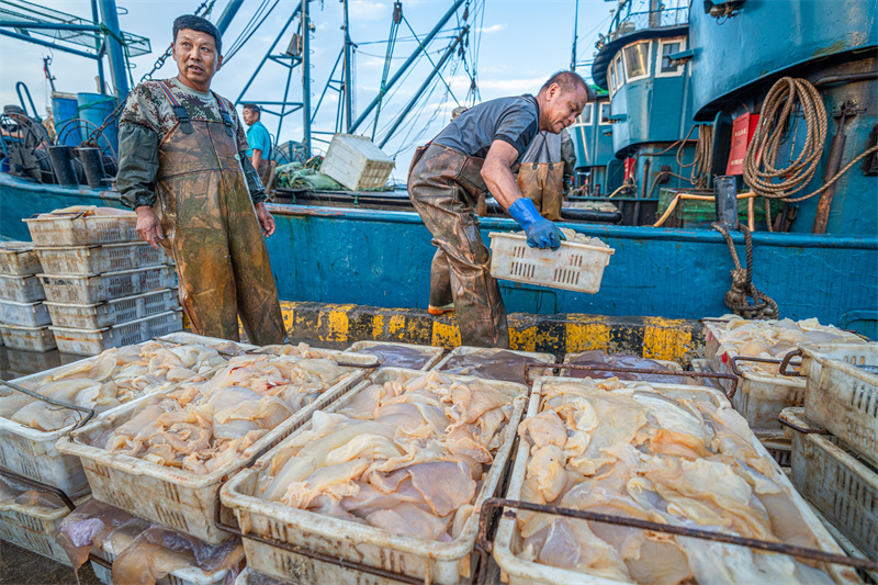在日照黃海中心漁港，漁民正在卸下海鮮。武愛民攝