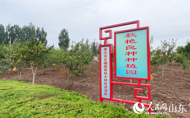 枣庄市石榴国家林木种质资源库。人民网记者刘祺摄