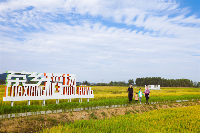 在山东日照市岚山区巨峰镇西赵家村，游客在稻田打卡。宋年升 摄