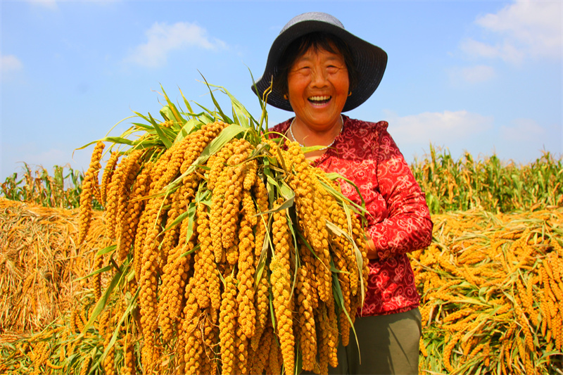 图为沂水县兴业合作社种植基地的农民展示收获的谷子。