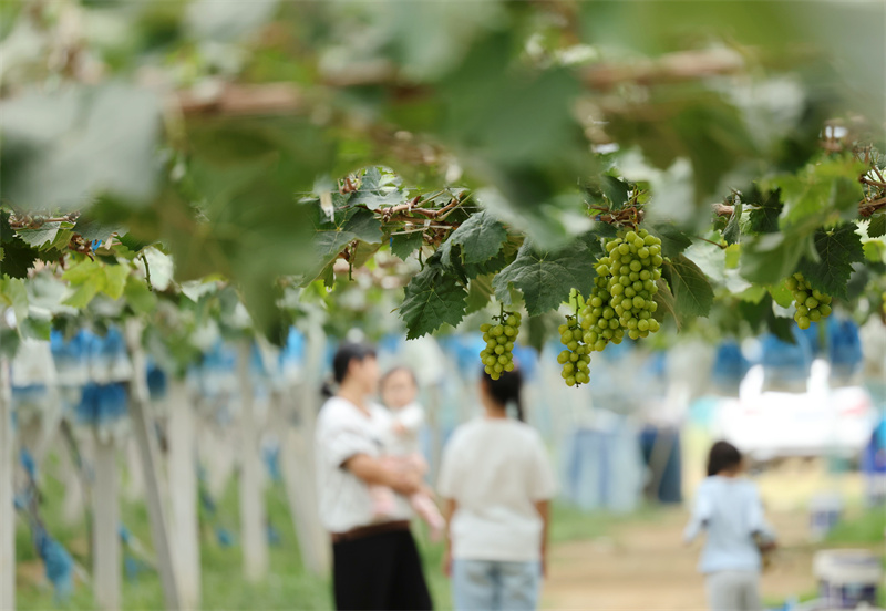 在山东日照市岚山区绿丰葡萄农场，村民正在葡萄藤下游玩。宋年升 摄
