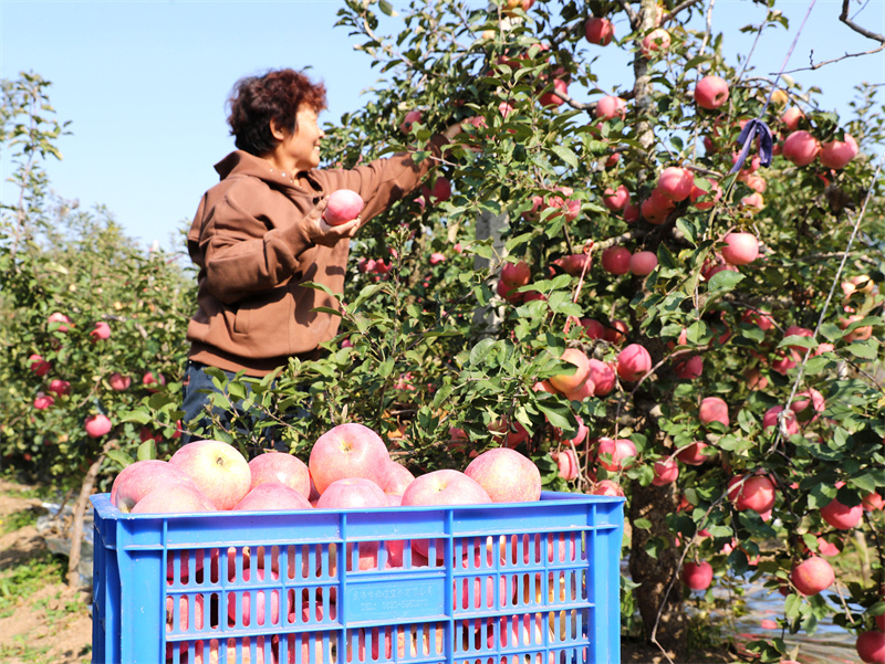 10月28日，戴炳光在自家的果園裡採摘蘋果。(張進剛 攝)