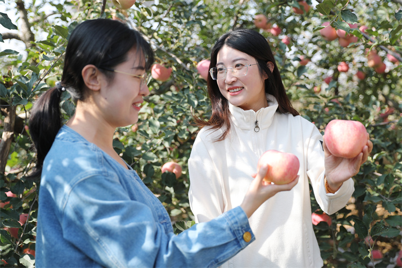 10月28日，兩名市民在採摘蘋果。(張進剛 攝)