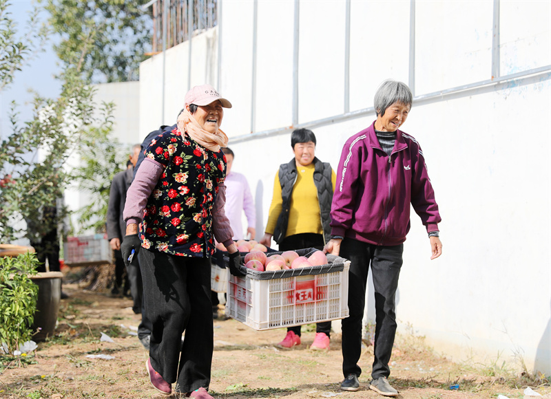 10月28日，山東萊西市河頭店鎮東大寨新村的村民將採摘好的蘋果搬到地頭。(張進剛 攝)