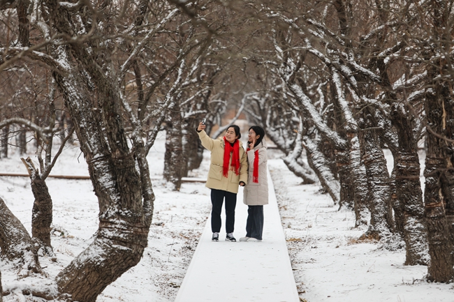 2023年12月11日，市民在山東省樂陵市千年棗樹森林公園拍攝雪景。