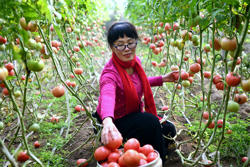 山东省菏泽市成武县孙寺镇马楼村有机生态果蔬基地，工作人员正在大棚内采摘有机西红柿。